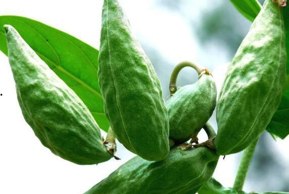 牛角瓜那吃,探寻神秘果实的神奇魅力