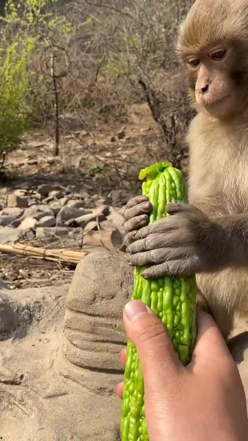 猴子大侠吃瓜,猴子大侠的瓜田奇遇记