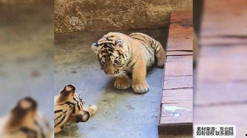 吃瓜的老虎作品,揭秘娱乐圈背后的真相与笑料