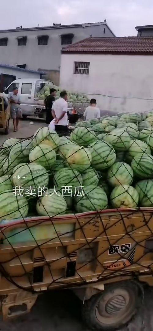 到处吃瓜图片,跟随镜头探寻各地美食瓜果