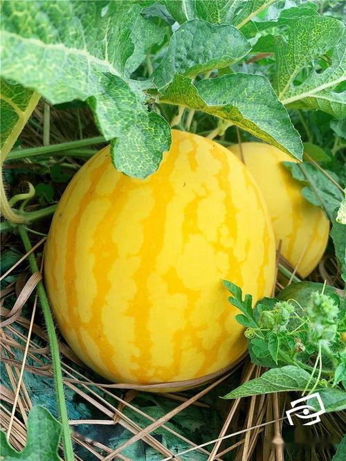 吃瓜的上市公司,揭秘资本市场的“瓜田”风云