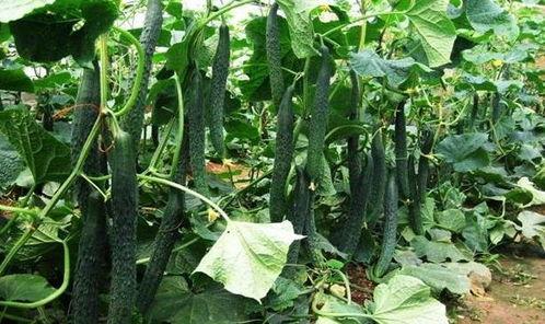 立夏吃瓜最佳时间,揭秘最佳吃瓜时间