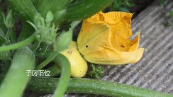 吃瓜娃子summer,揭秘瓜界新宠儿的成长之路