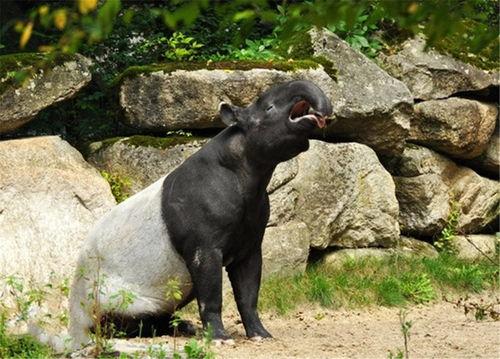 马来貘吃瓜,马来貘的夏日瓜果盛宴