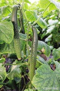 馆陶吃瓜,探寻地方特色美食之旅