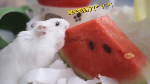 仓鼠吃梨瓜吗,揭秘仓鼠是否喜爱梨瓜