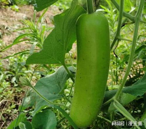 部队晚上吃瓜,部队晚宴的温馨瞬间