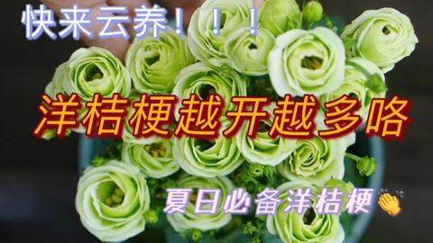 吃瓜的洋桔梗,吃瓜者的清新之选