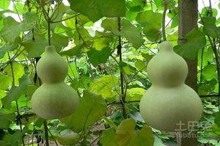 吃葫芦瓜做法,葫芦瓜的多样烹饪法