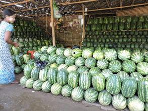 江西旅商吃瓜,揭秘江西美食背后的故事与传承