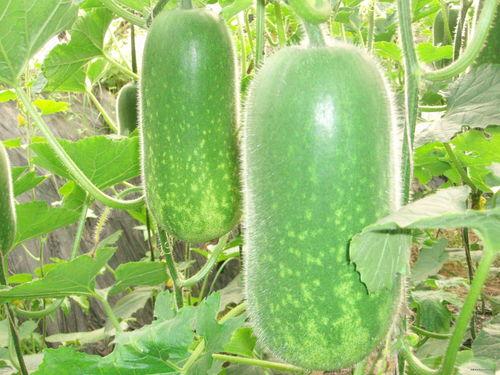 瀚霖吃瓜视频大全,揭秘娱乐圈幕后故事