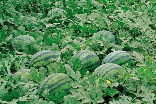 农村老家吃瓜视频大全