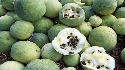 沙漠瓜怎么切块吃,解锁美味新方式