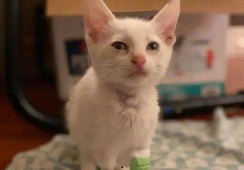 猫咪可以吃小白瓜,小白瓜成为猫咪新宠