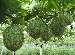 303吃瓜图,一场网络热议背后的真相与笑料