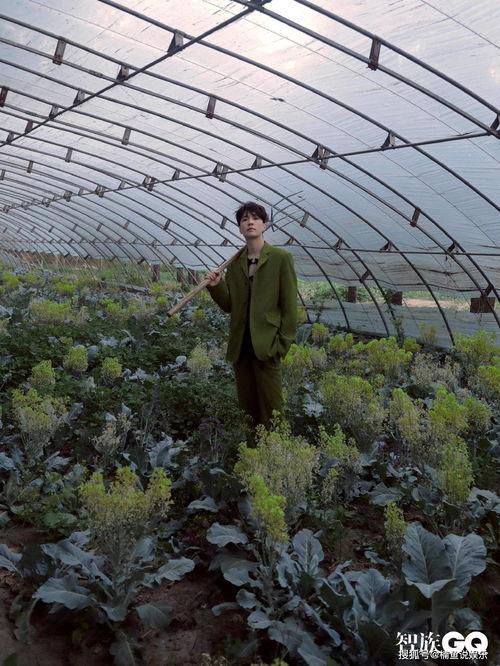 吃瓜系统画面,画面背后的趣味与真相