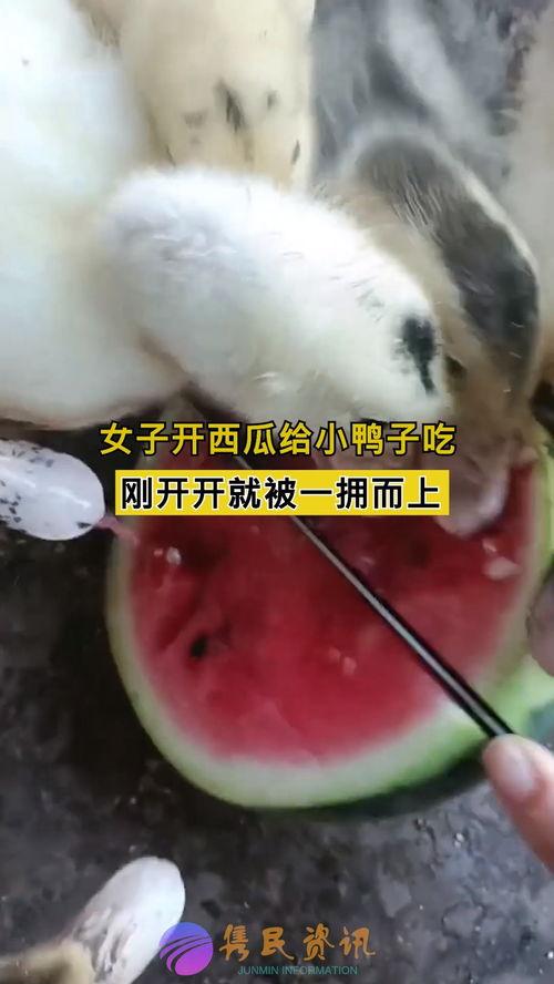 小鸭子吃瓜,瓜田里的美味探险